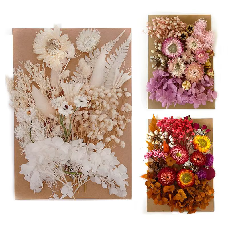 Fleurs sèches naturelles pressées