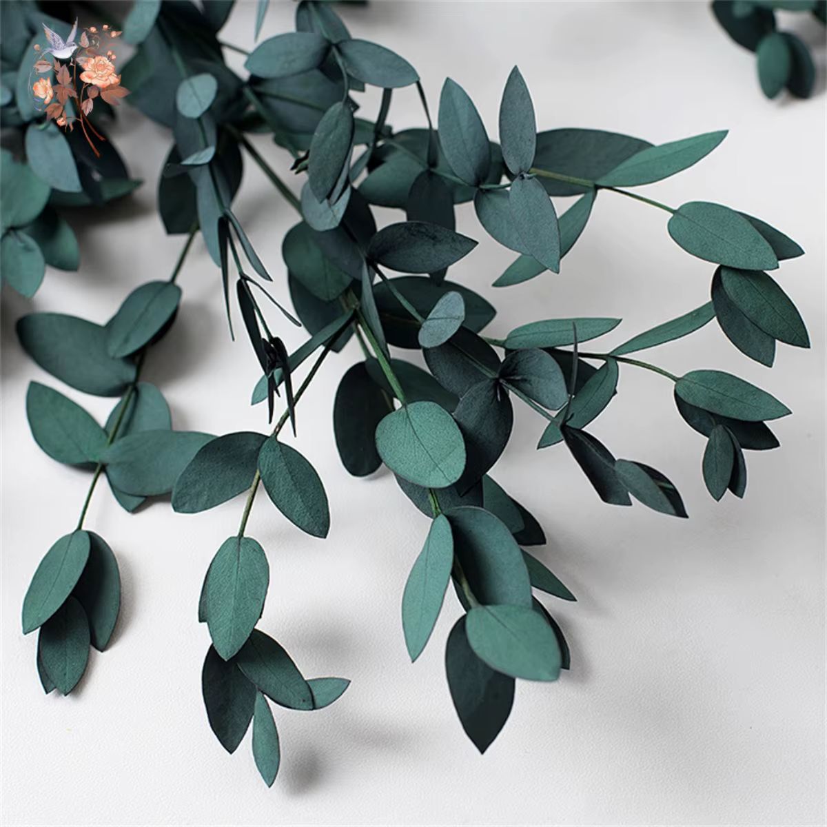 Bouquet de feuilles d'eucalyptus naturelles
