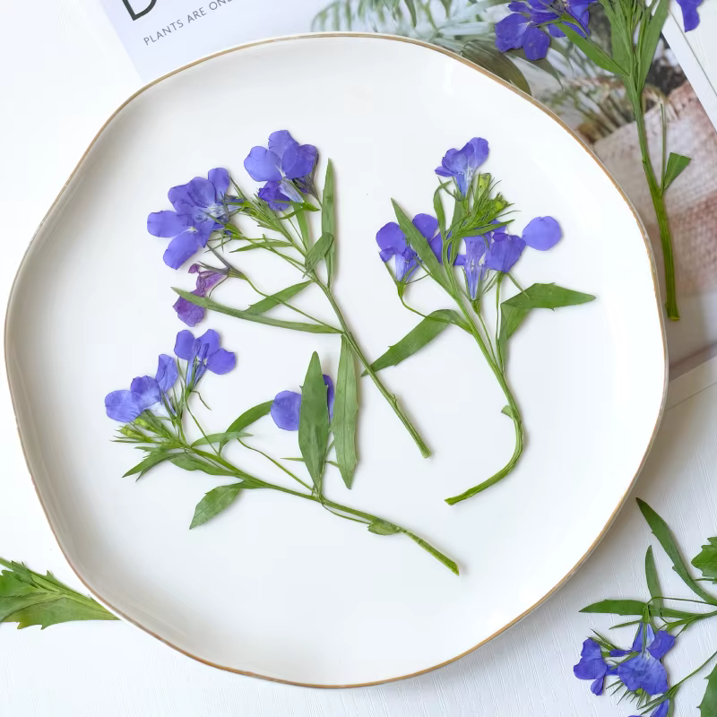 6 pièces/8-13 cm, fleurs séchées pressées naturelles Lobelia Erinus avec tiges