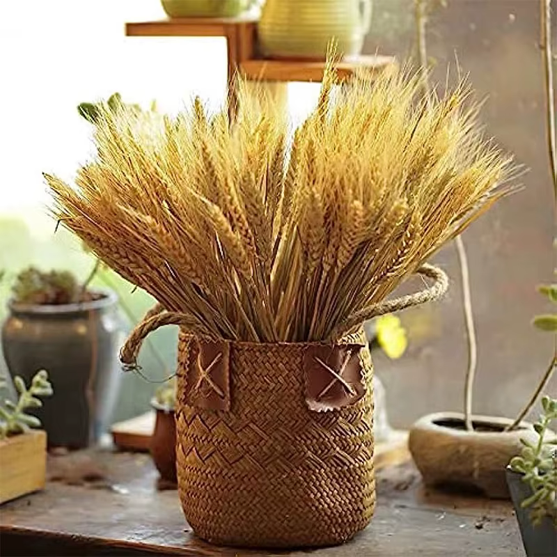 Pointes de blé séchées naturelles pour la décoration