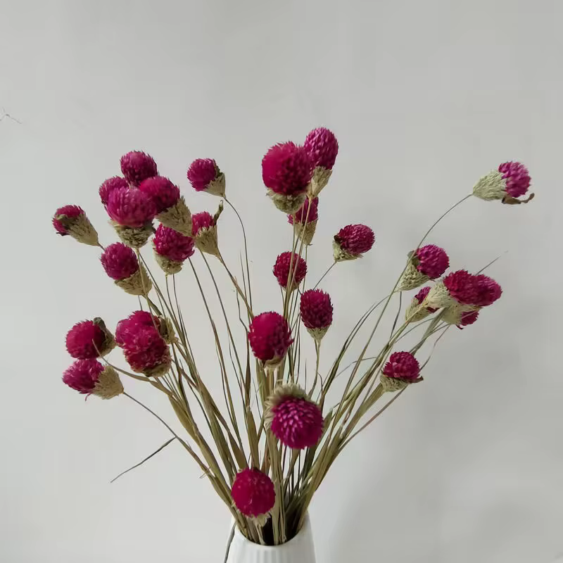 Fleurs d'amarante globe séchées naturelles de qualité supérieure pour la décoration de la maison et du jardin