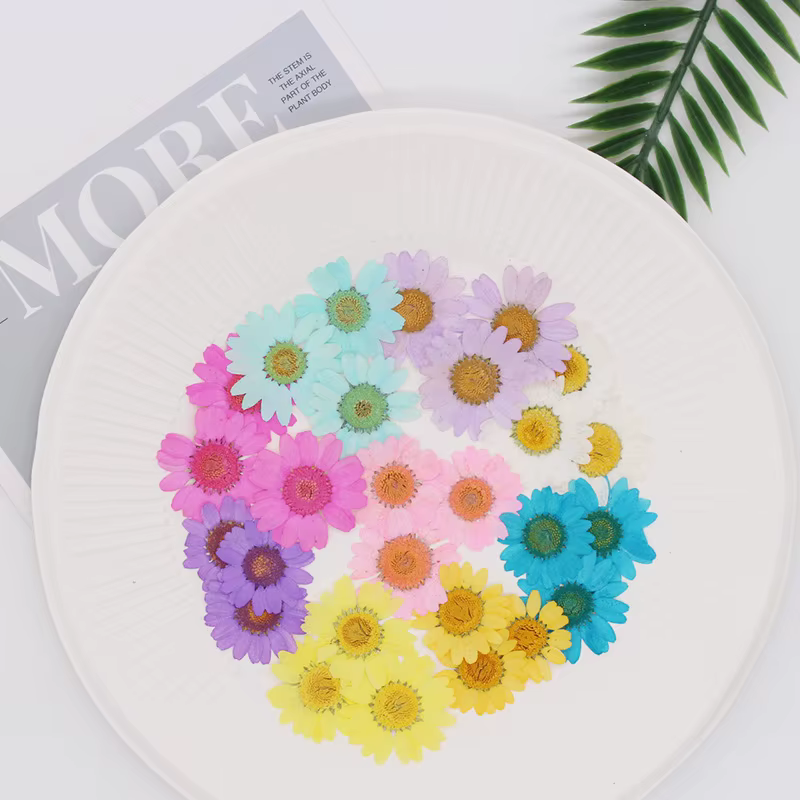 Fleur de chrysanthème aludosum séchée et pressée