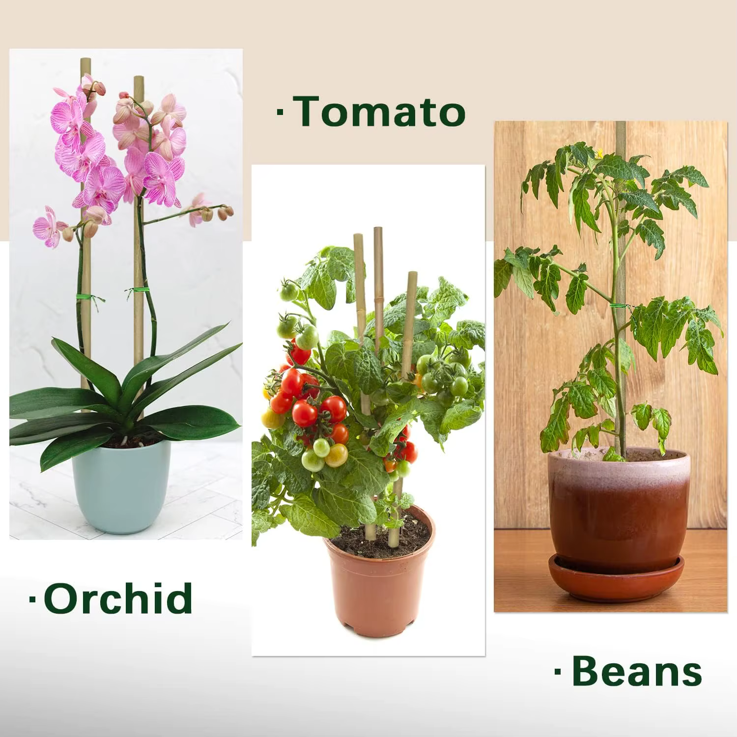Piquets de Soutien pour Plantes