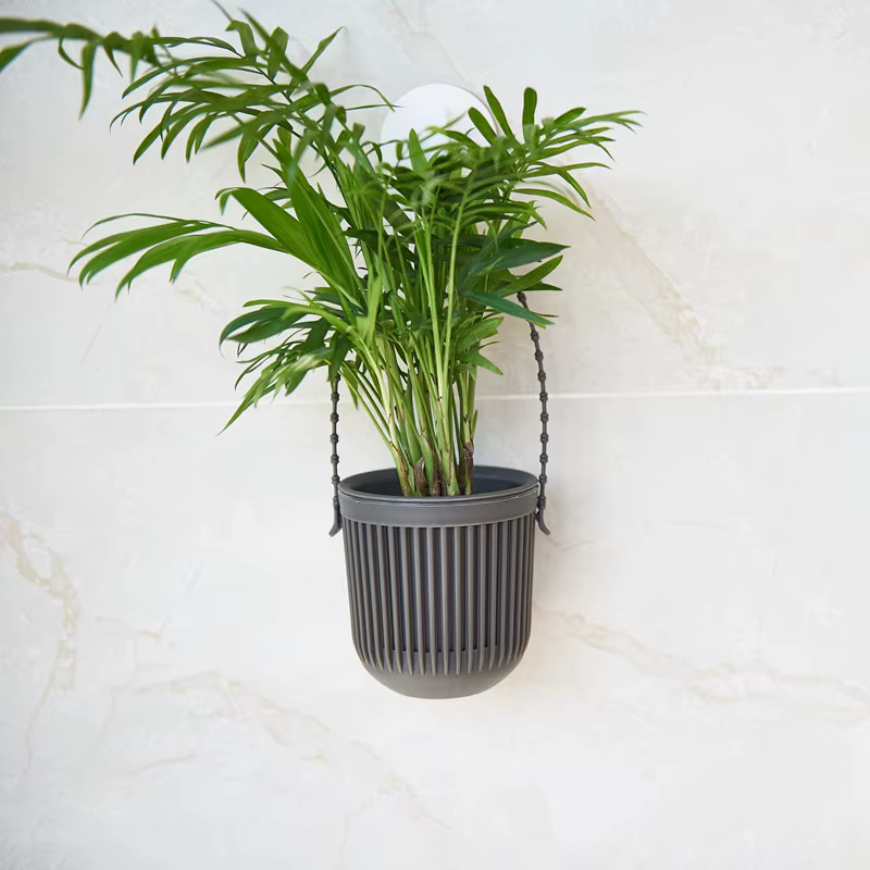 Mir suspendu pour plantes succulentes