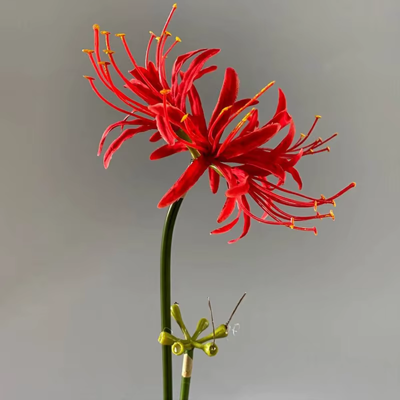 Higan – fleur de luxe à longue branche