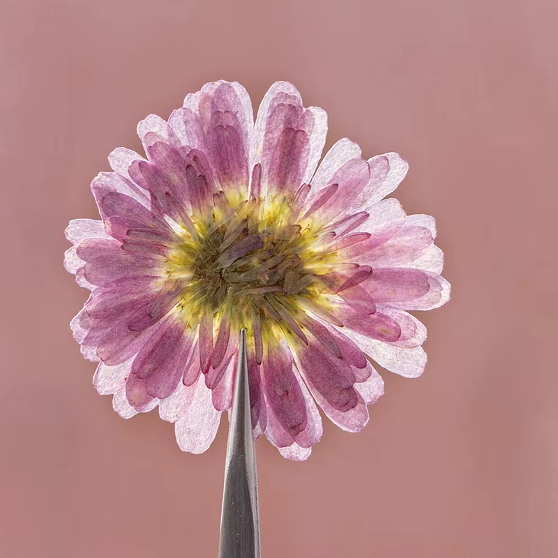 12 pièces, fleurs séchées pressées à double pétale de marguerite
