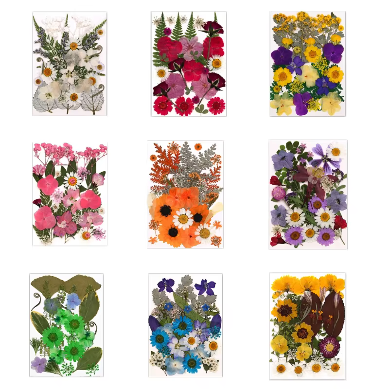Fleurs séchées pressées pour résine