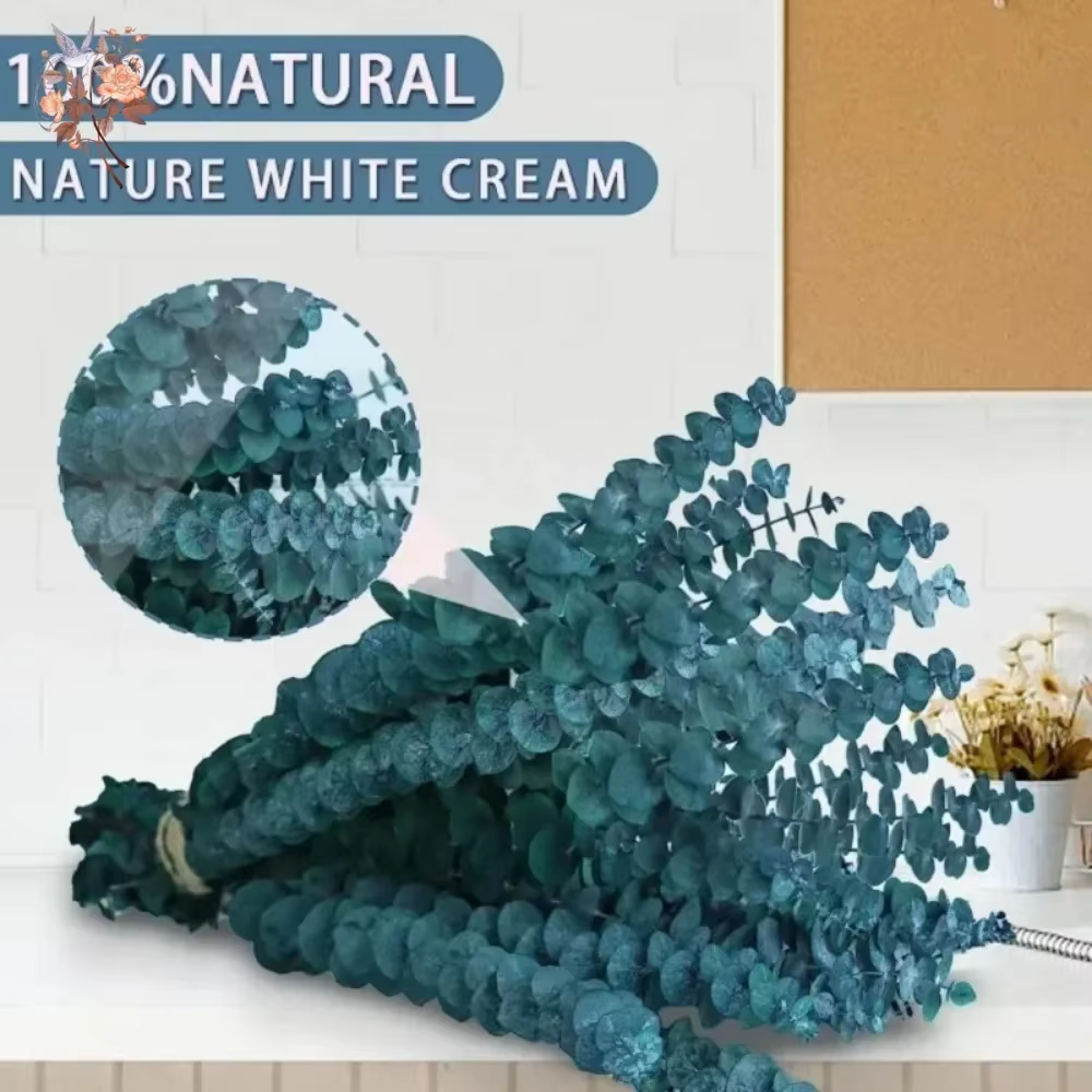 Feuilles d'eucalyptus naturelles séchées et conservées
