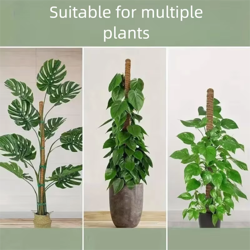 Canne de palmier grimpante pliable pour plantes d'intérieur