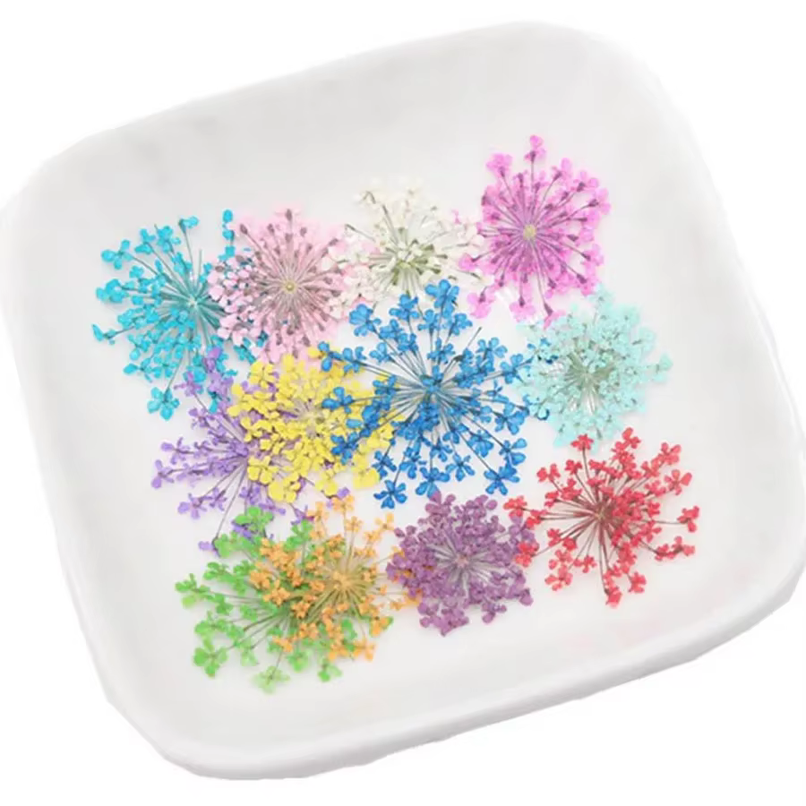 Fleurs séchées Ammi Majus pour bijoux