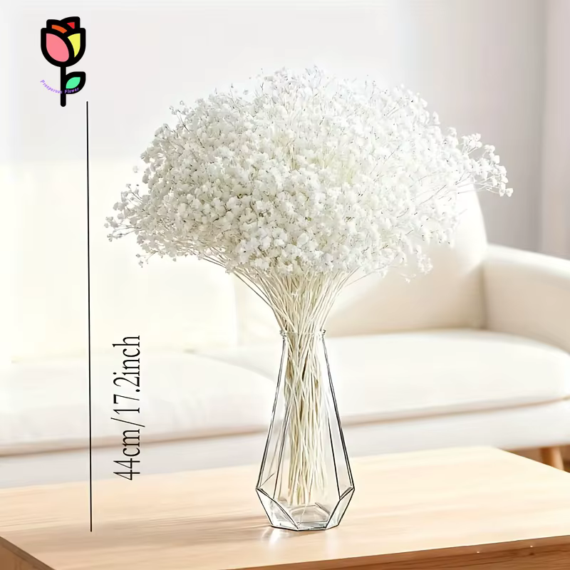 1 bouquet de fleurs séchées Gypsophile pour la décoration de mariage