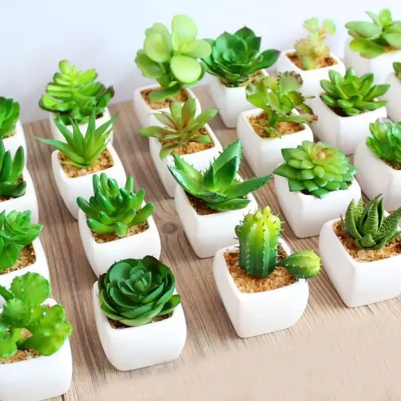 Plantes vertes succulentes artificielles