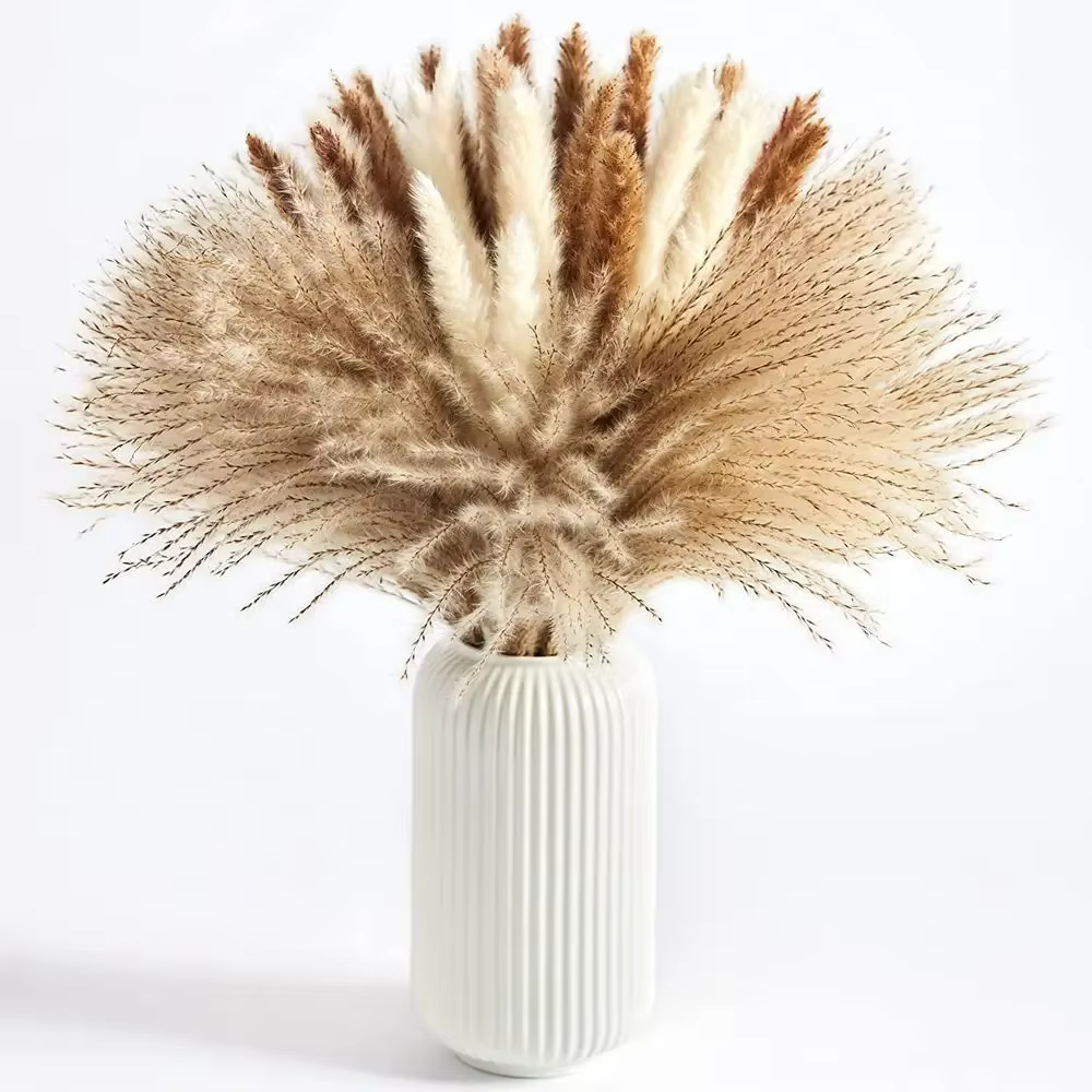 Ensemble d'herbe de Pampa