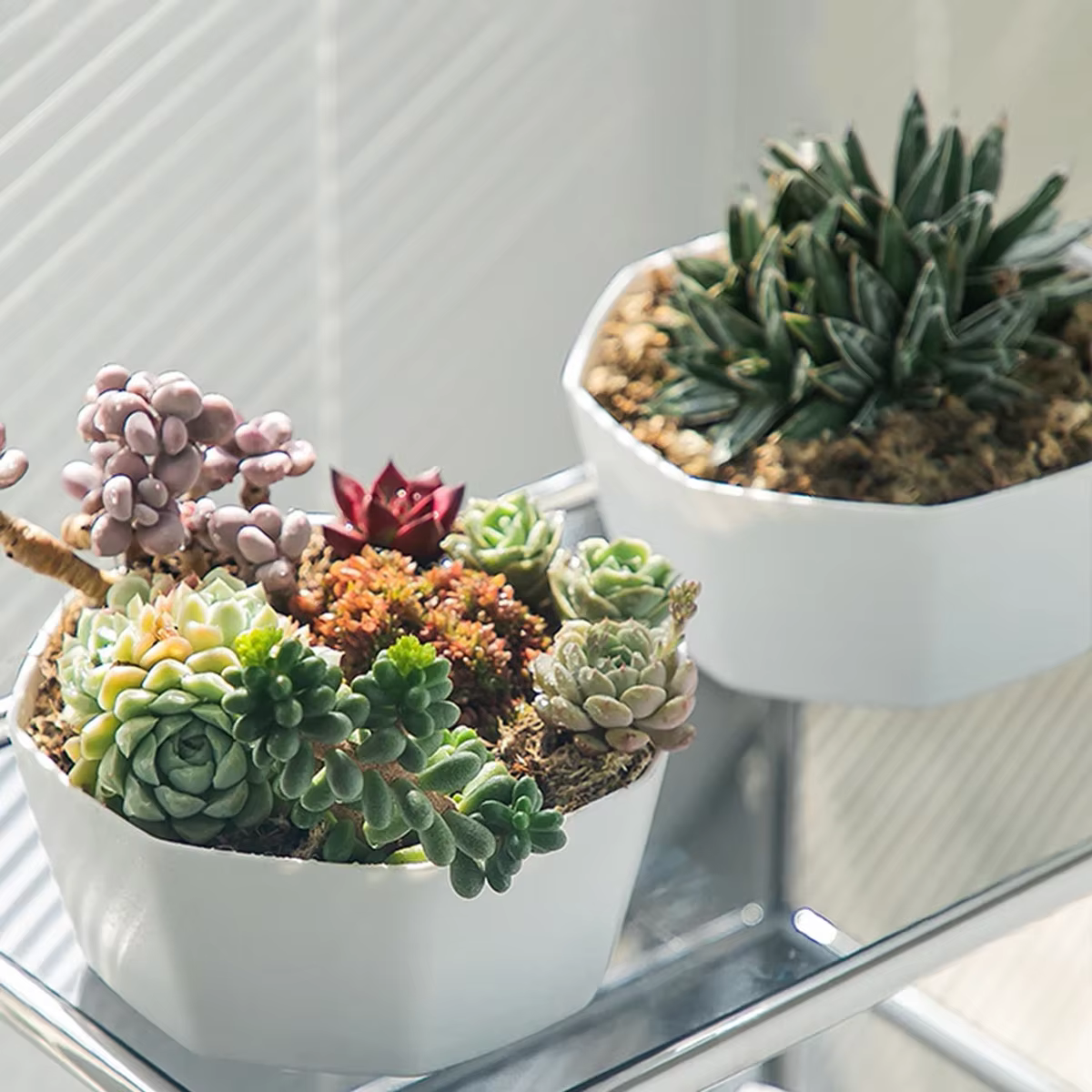 Pot de fleurs pour plantes succulentes