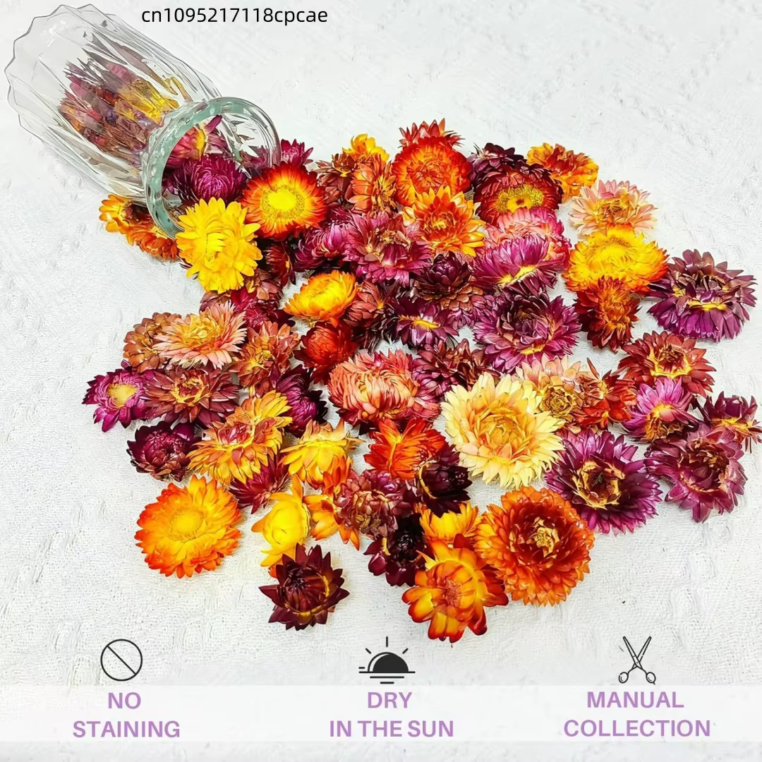 Têtes de fleurs de Helichrysum séchées naturelles