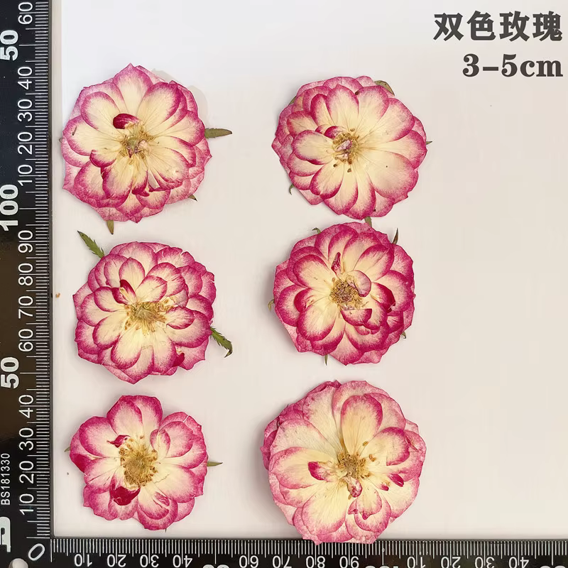 60 pièces pressées séchées rouge jaune Rose