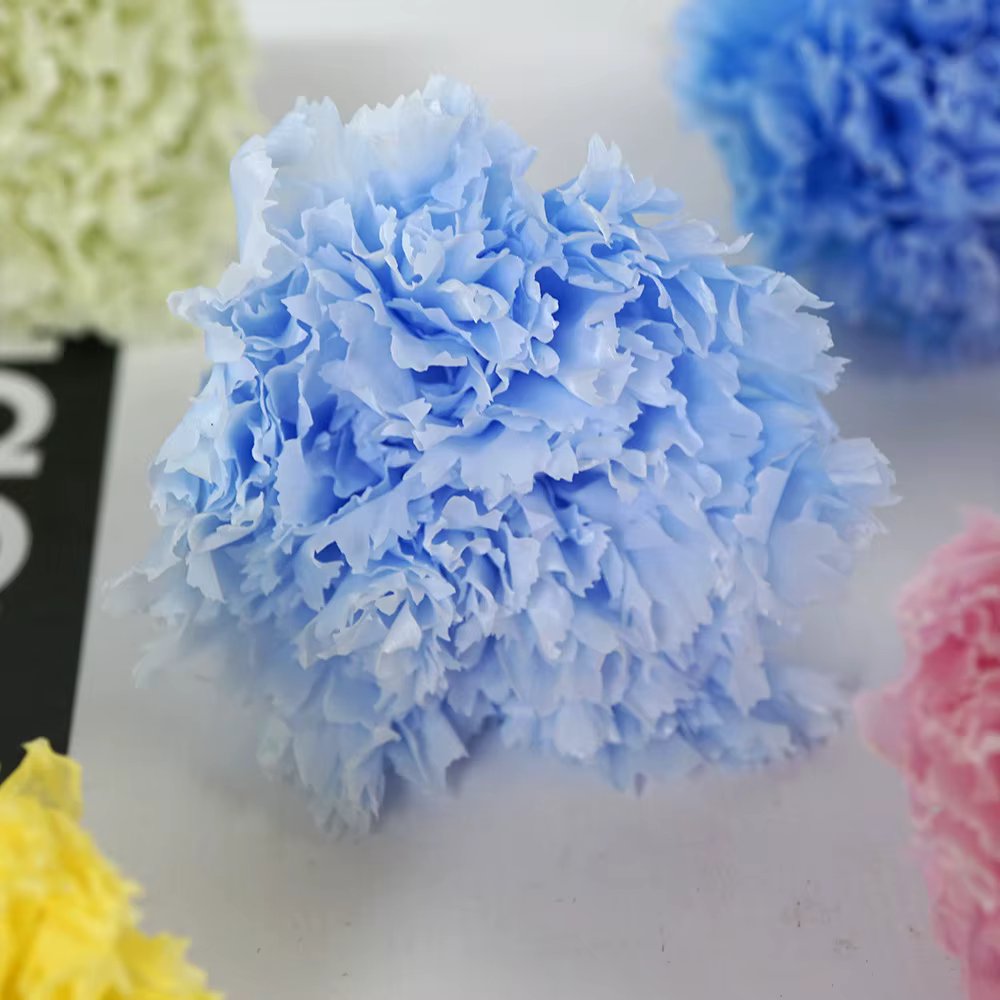 Cœillet éternel préservé de tête de fleur de 4 à 5Cm de qualité