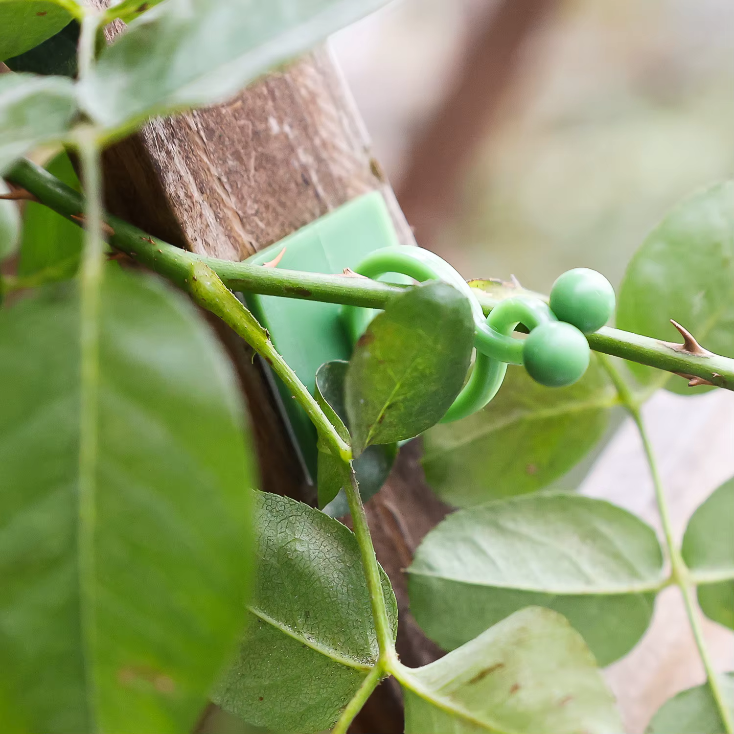 Clips de Support de Plantes pour Fleurs Grimpantes
