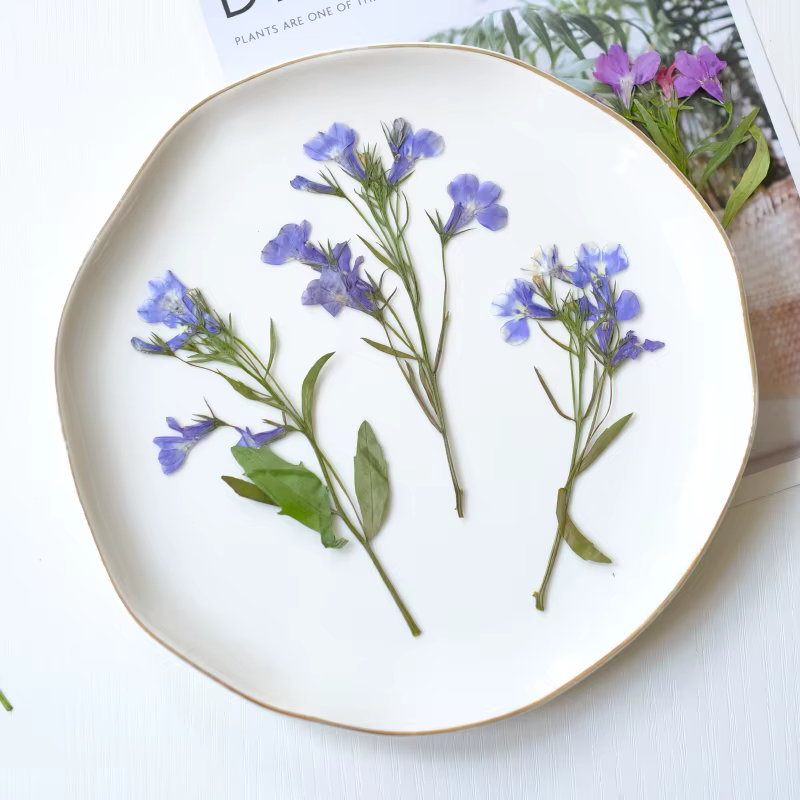 6 pièces/8-13 cm, fleurs séchées pressées naturelles Lobelia Erinus avec tiges