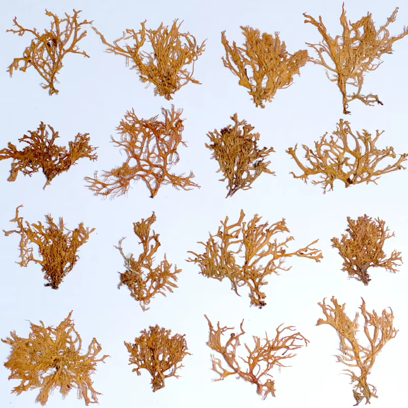 12 pièces, Plantes aquatiques séchées