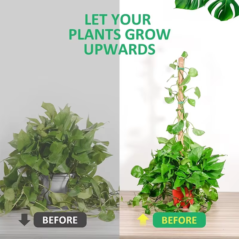 Échafaudage de plantes déformables