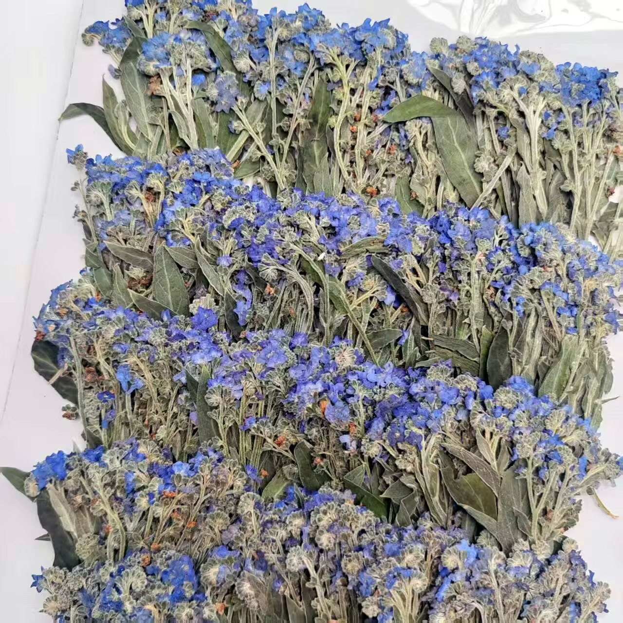 Fleurs séchées naturelles de Myosotis