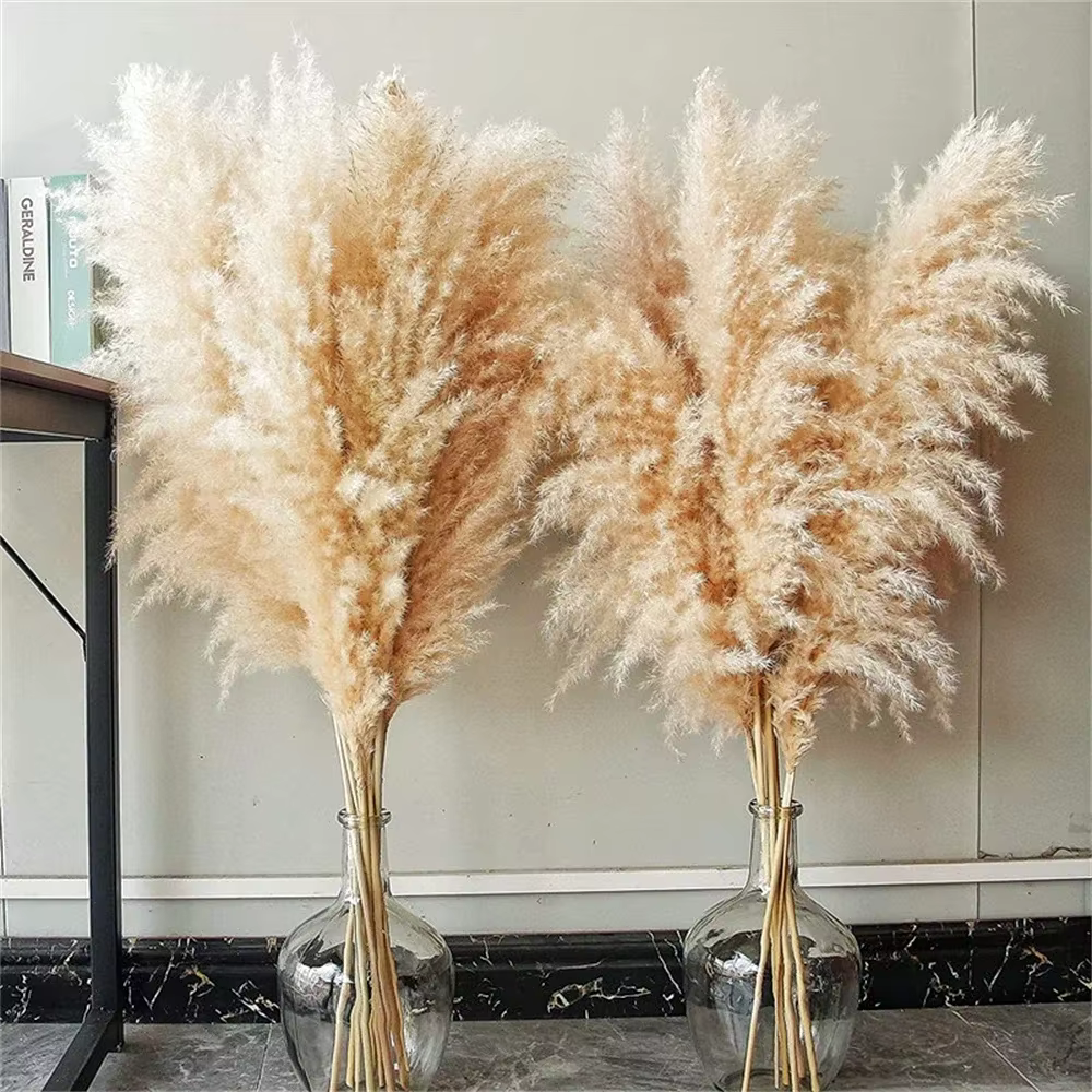 80-120 cm Pampas herbe grand