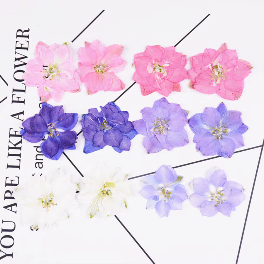 60X pressé séché naturel Consolida Ajacis fleurs plantes herbier pour bijoux coque de téléphone cadre Photo carte postale Scrapbook bricolage