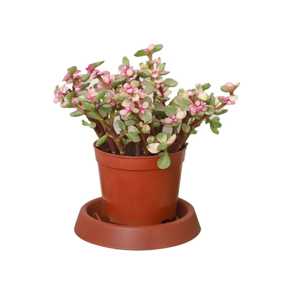 Pot de fleur en plastique pour plantes goutte à goutte