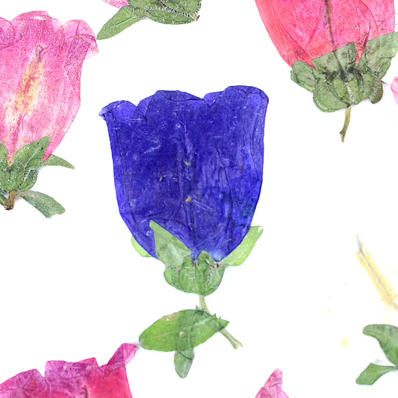 12 pièces, Kit d'artisanat de fleurs pressées séchées Campanula