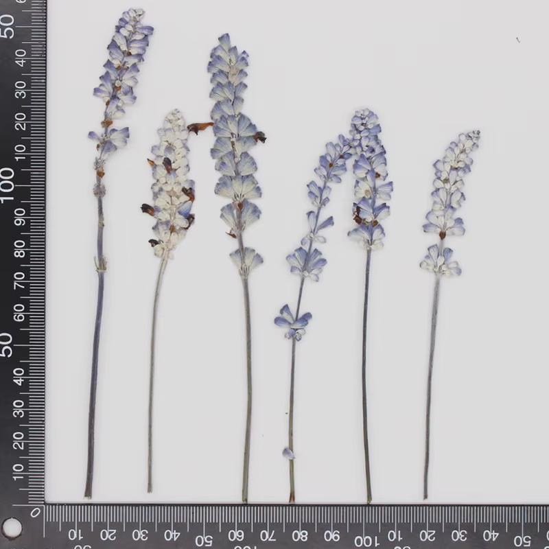 Group plante naturelle PMurcia fleurs de µséchées