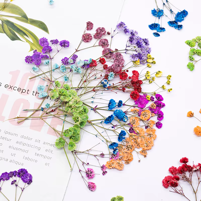12 pièces, fleurs de gypsophile séchées et pressées teintées