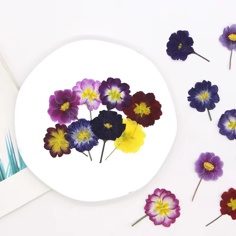 48 pièces de fleurs séchées de primrose européenne