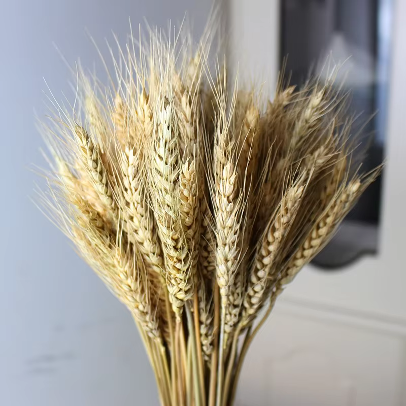 Tiges de blé séchées naturelles