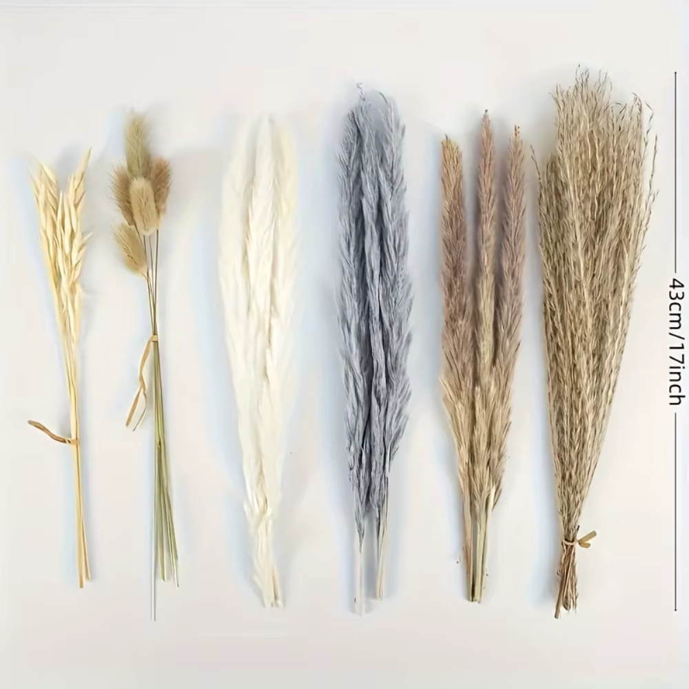 100 Pièces de Fleurs Séchées Naturelles de Pampas Moelleuses