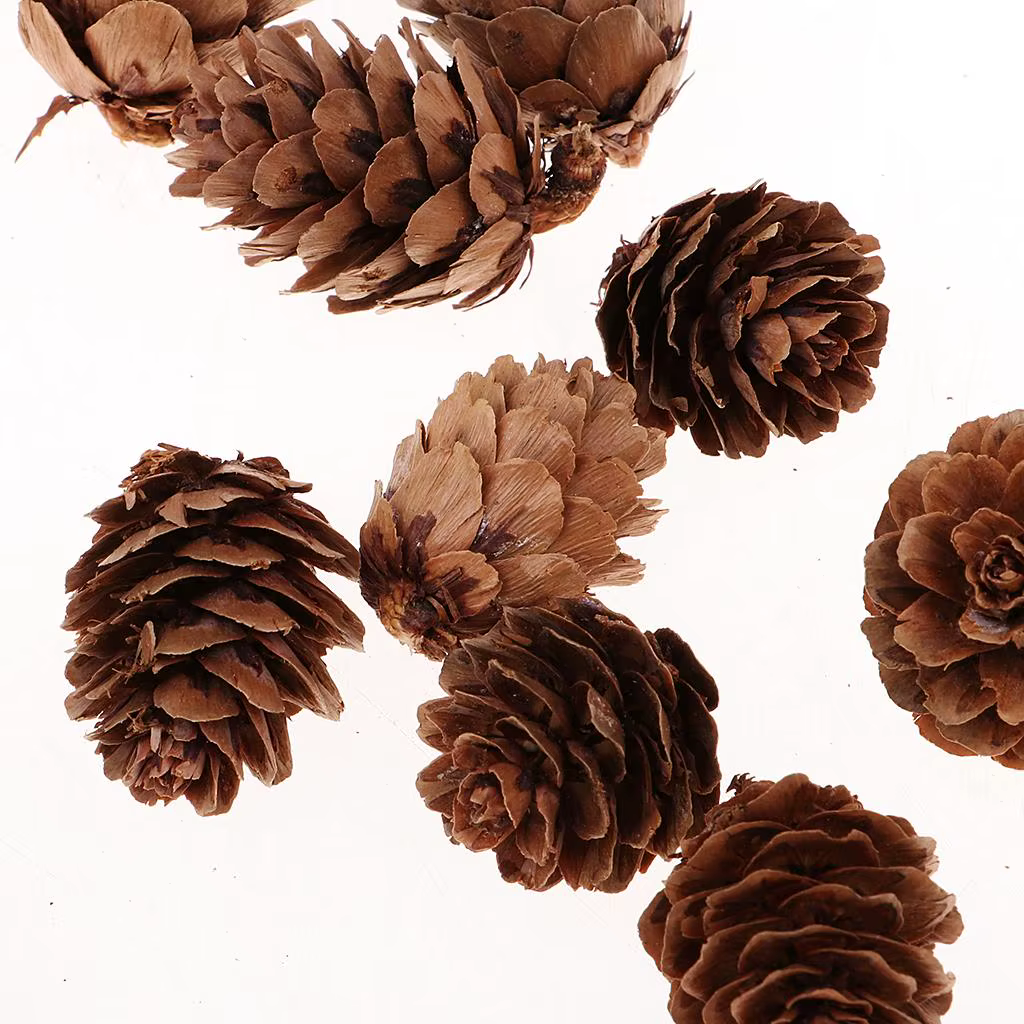Pommes de pin décoratives naturelles