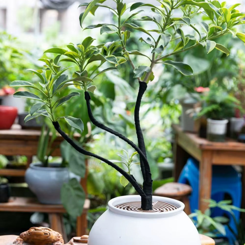 Ruban adhésif pour plantes en velours noir