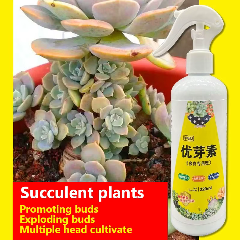NOUVELLE plante succulente Eugenin favorise le bourgeonnement