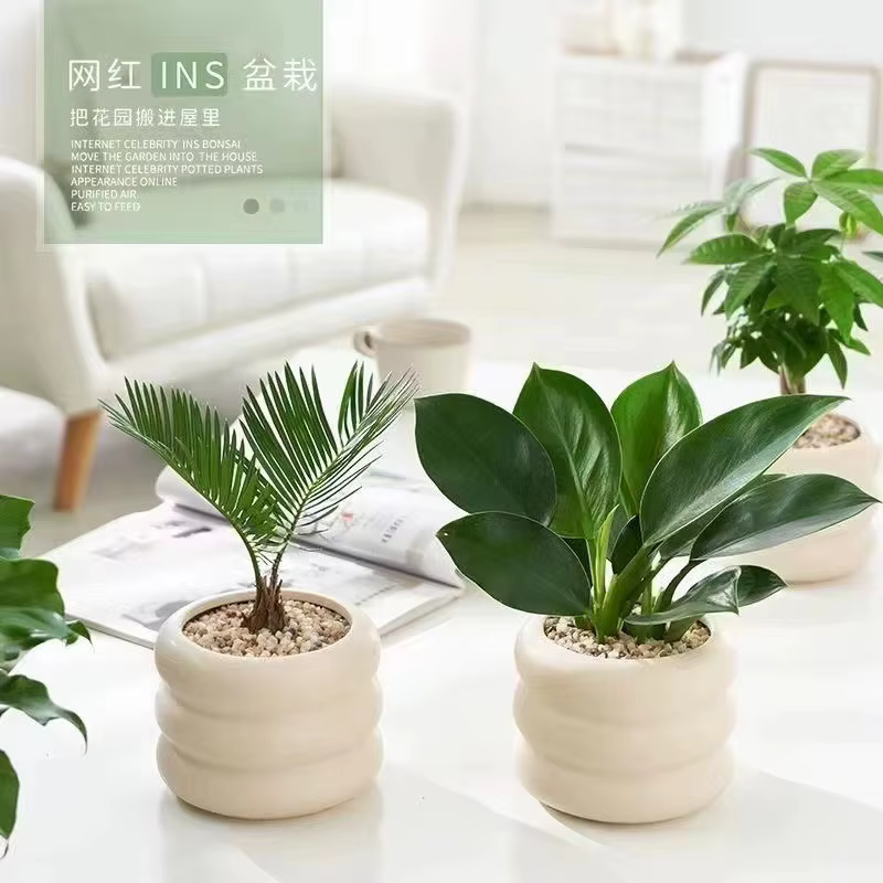 Pot de fleurs en céramique pour bureau