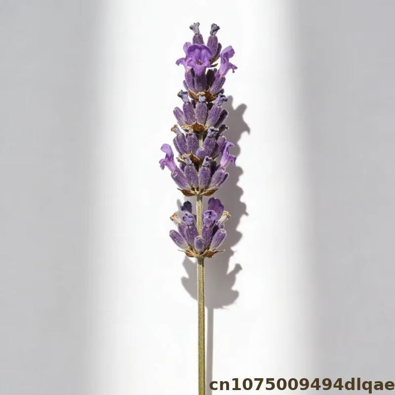 Fleur de lavande pour Sachet de pot-pourri