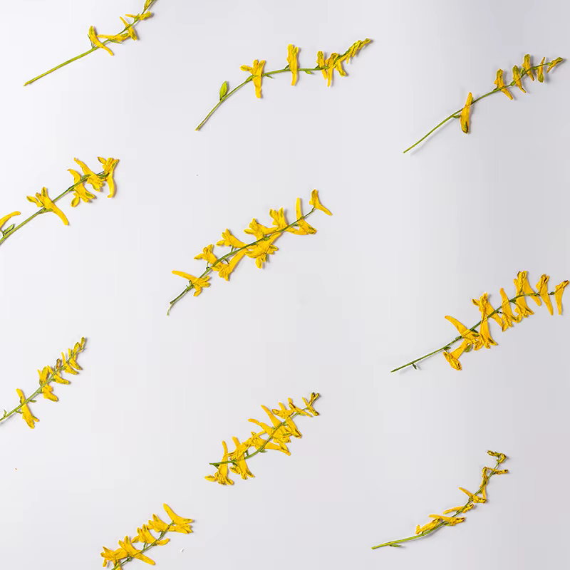 6 pièces/6-10 cm, fleurs séchées d'herbe de perroquet naturelles