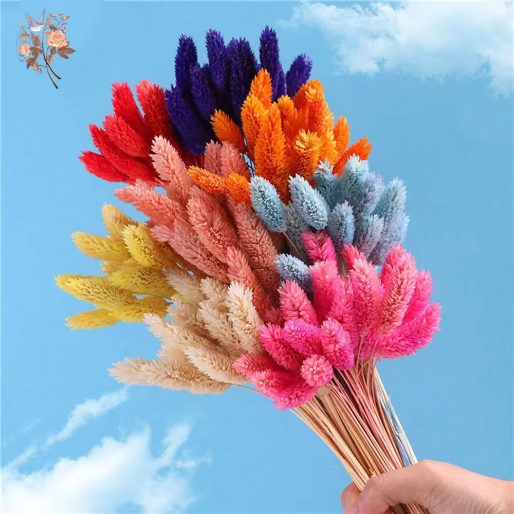 50 pièces fleurs séchées naturelles gemme herbe Phalaris plante maison salon décoration préservée bijoux