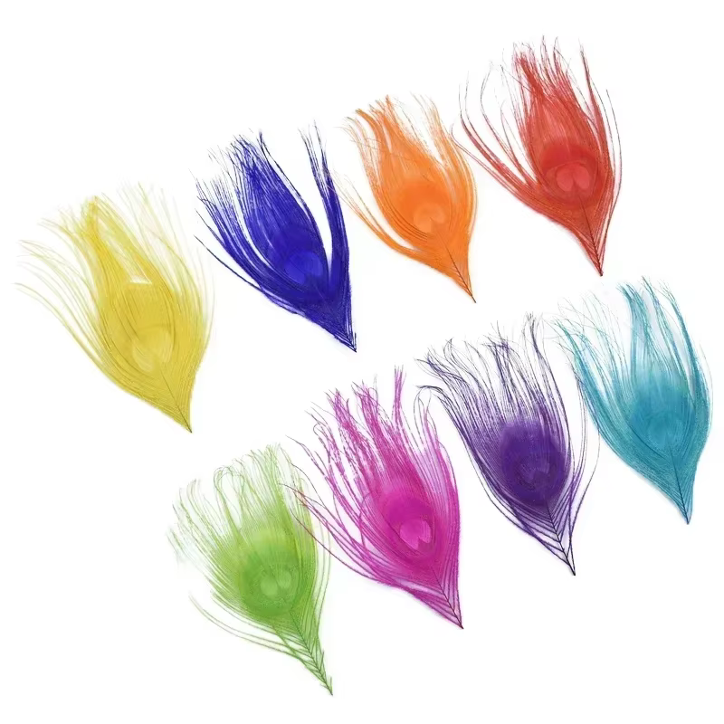 Plumes de paon colorées