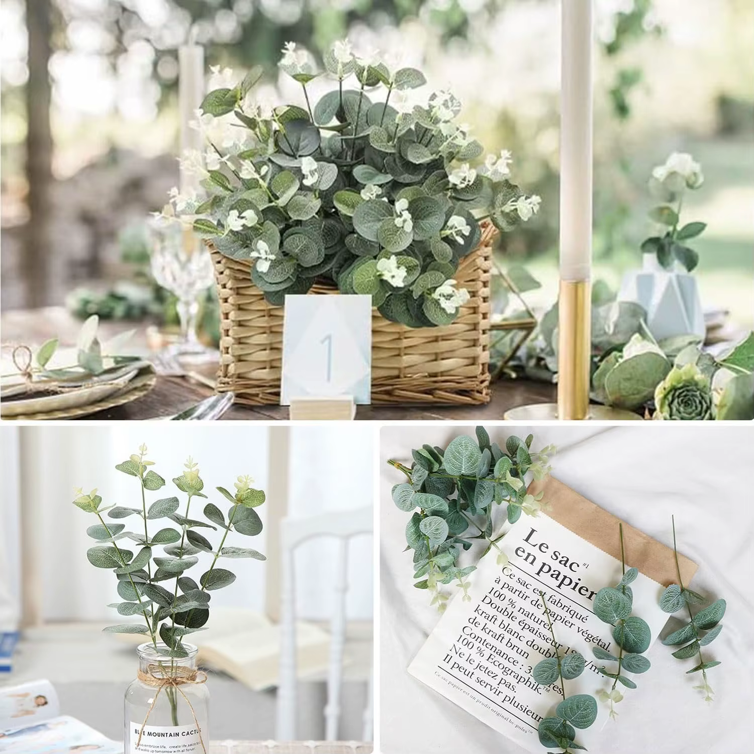Tiges de feuilles d'eucalyptus