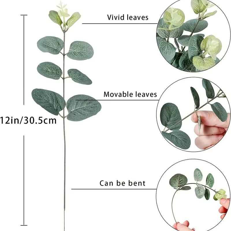 Tiges de feuilles d'eucalyptus