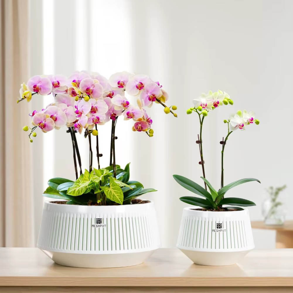 Pot d'orchidées avec trous et soucoupes