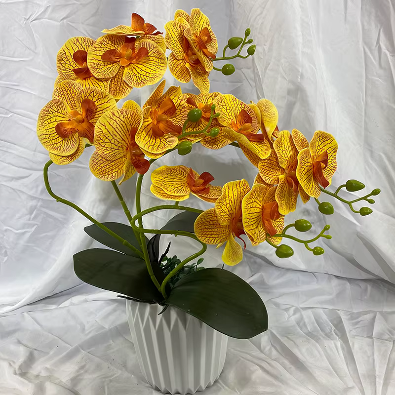 Orchidée papillon avec feuille