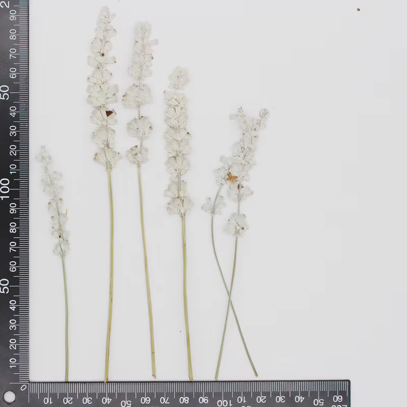 Group plante naturelle PMurcia fleurs de µséchées