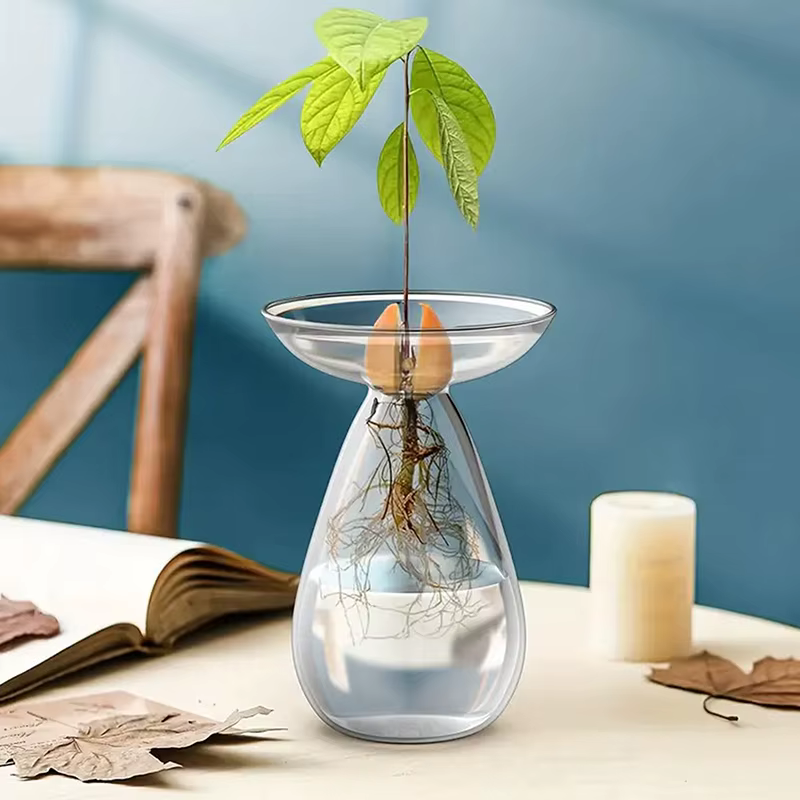 Vase hydroponique transparent coloré pour avocat