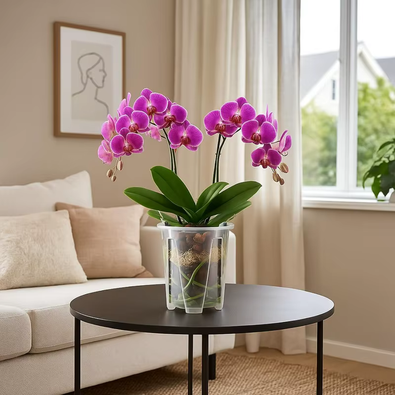 Pot de plantes d'orchidées Transparent